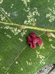 Neuroterus albipes