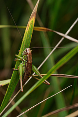 Roeseliana roeselii