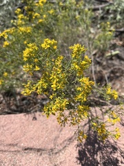 Gutierrezia sarothrae