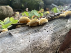 Phyllotopsis nidulans