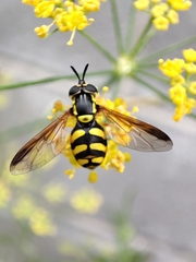 Chrysotoxum intermedium