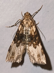 Epirrhoe galiata