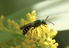 Agapostemon texanus