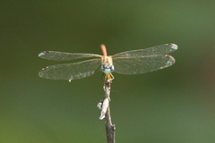 Sympetrum ambiguum