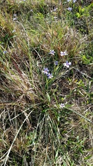 Sisyrinchium pruinosum