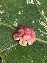 Neuroterus albipes