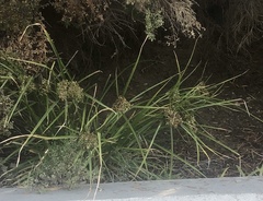 Cyperus eragrostis