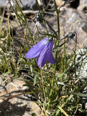 Campanula