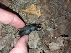 Carabus coriaceus
