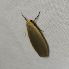 Eilema griseola