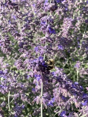 Bombus