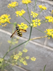 Chrysotoxum intermedium