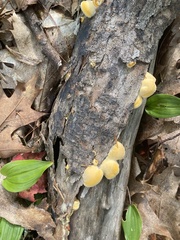 Phyllotopsis nidulans