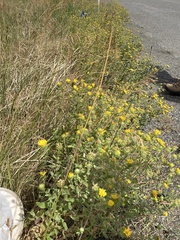 Grindelia squarrosa