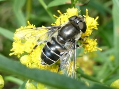 Eristalis dimidiata