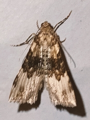 Epirrhoe galiata