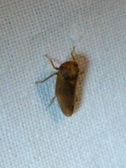 Iassus lanio