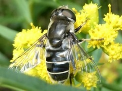 Eristalis dimidiata