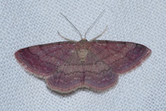 Scopula rubiginata