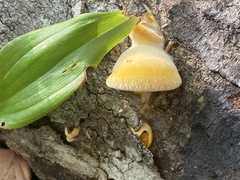 Phyllotopsis nidulans