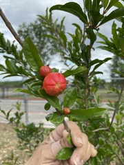 Punica granatum