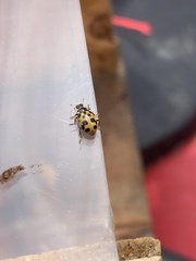 Hippodamia tredecimpunctata