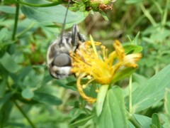 Eristalis dimidiata