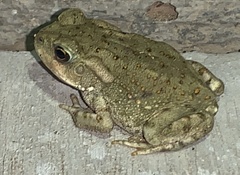 Incilius alvarius