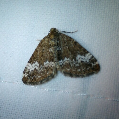 Small Rivulet, 9827 Lettelbert, Nederland, photo 5 of 10