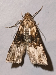 Epirrhoe galiata