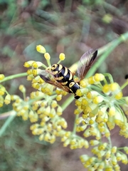Chrysotoxum intermedium
