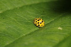 Psyllobora vigintiduopunctata