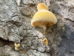 Phyllotopsis nidulans