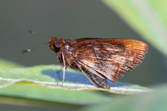 Miltomiges cinnamomea