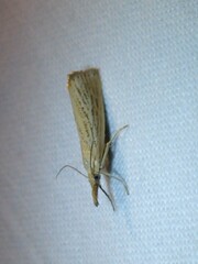 Agriphila straminella