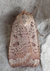 Abagrotis alternata