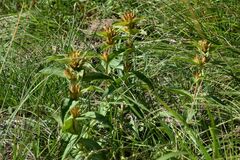 Gentiana cruciata cruciata