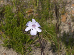 Aristea spiralis