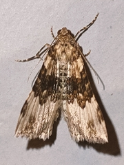 Epirrhoe galiata