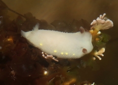 Cadlina flavomaculata