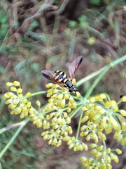 Chrysotoxum intermedium