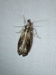 Catoptria verellus