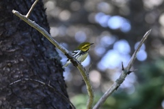 Setophaga virens