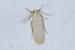 Eilema depressa