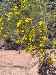 Gutierrezia sarothrae