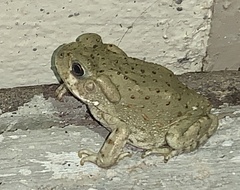 Incilius alvarius