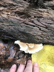 Crepidotus applanatus