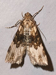 Epirrhoe galiata