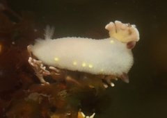 Cadlina flavomaculata