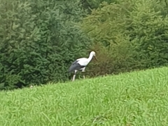 Ciconia ciconia